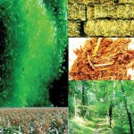 biomass_producers